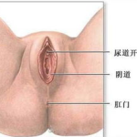 会阴图片,女性私密部位的神秘面纱